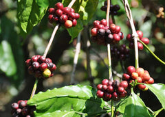 Rubusta Plant | Discount Coffee