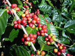 Arabica Plant | Discount Coffee 