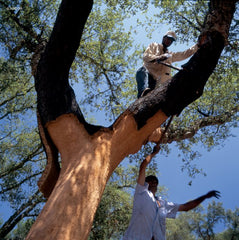 cork harvesting in portugal