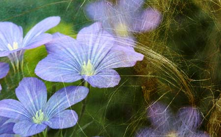 Flax flowers and fibers