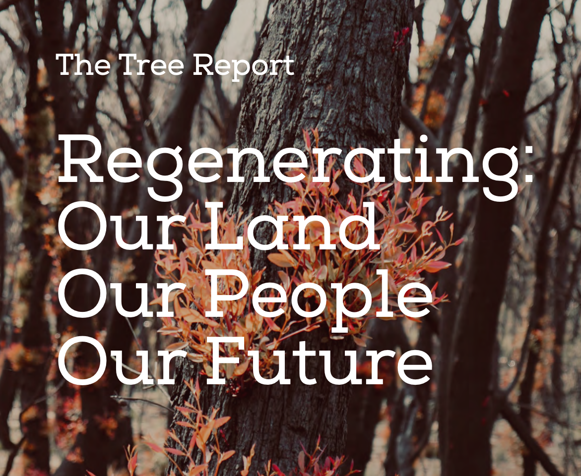 Regerating Tree Report