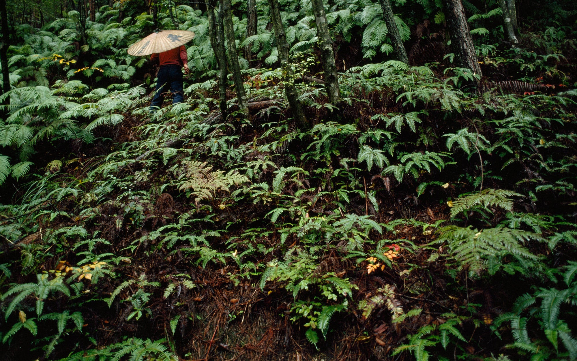 The healing forest