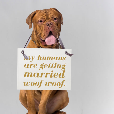 My humans are getting married. woof woof