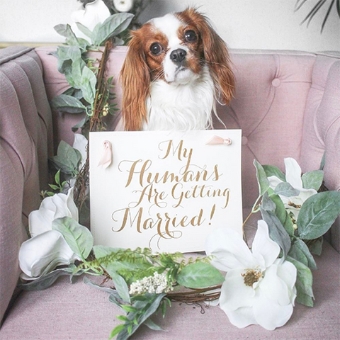 My humans are getting married engagement announcement sign