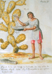 Cochineal in Mexico