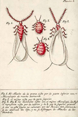 Cochineal Insect