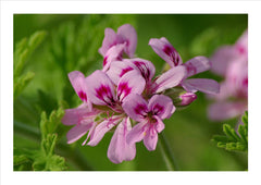 Rose Geranium Flower