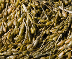 Bladderwrack seaweed as compost