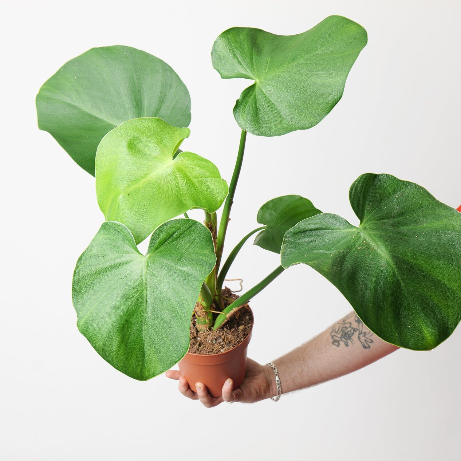 philodendron