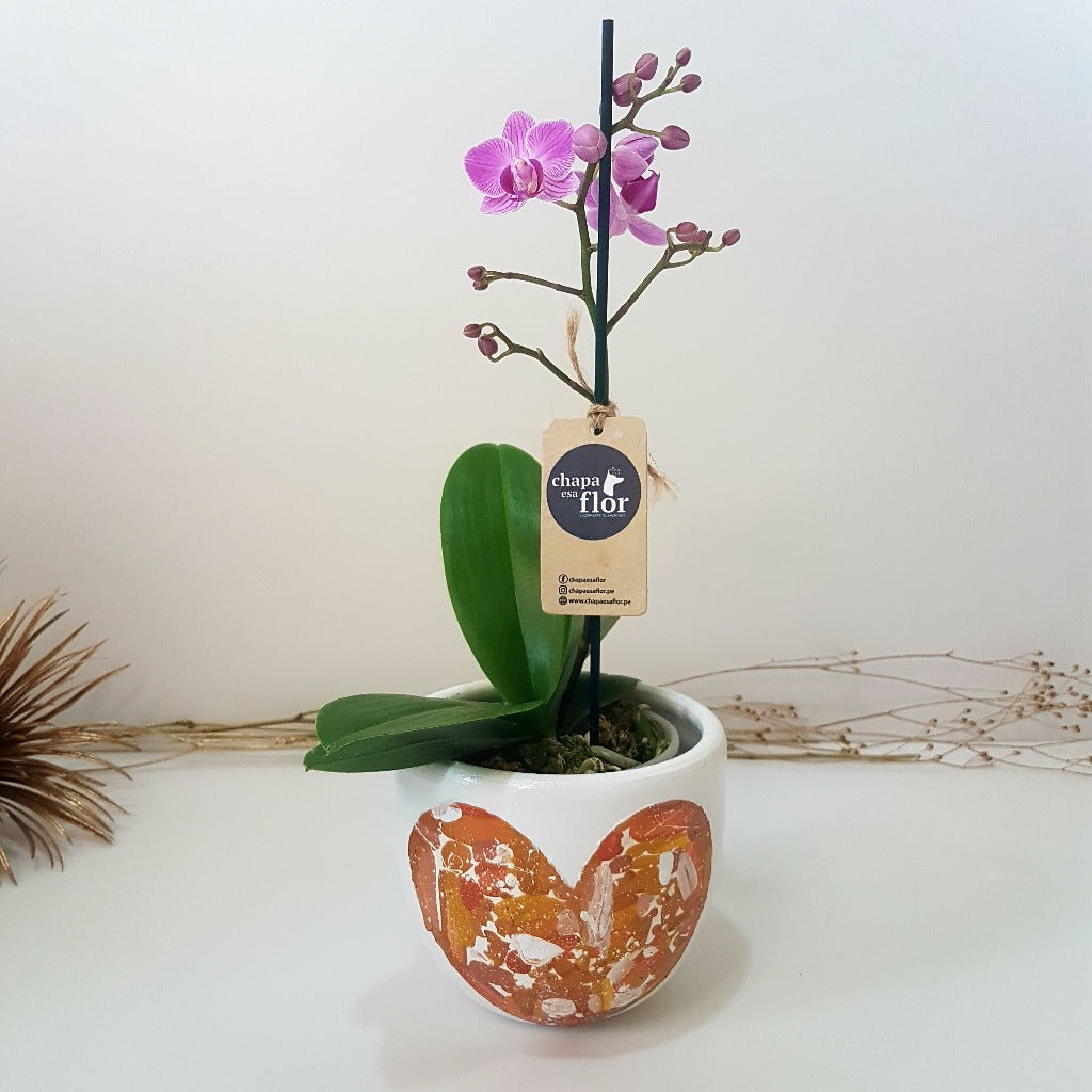 Mini Orquídea Qispi Kay