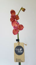Cargar imagen en el visor de la galería, Orquídea Chisiyay

