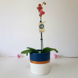 Orquídea Chisiyay