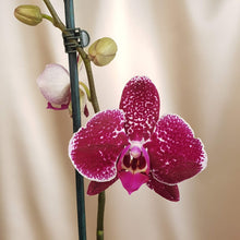 Cargar imagen en el visor de la galería, Mini Orquídea Kallpa 2 varas
