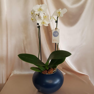 Orquídea Yuraq 2 varas