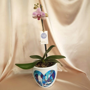Orquídea Kusi