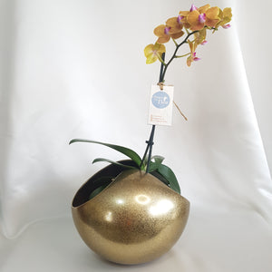 Orquídea Kawsay base esfera dropping dorado