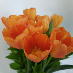 Arreglo de 10 Tulipanes naranjas