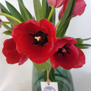 Arreglo de 10 Tulipanes rojos