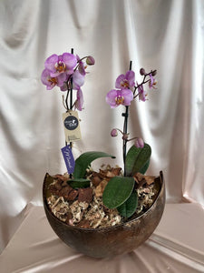 Arreglo de Orquídeas Anna en Bowl Orgánico by TahuaPottery