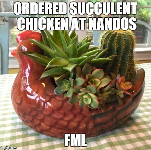 Succulent Chicken meme