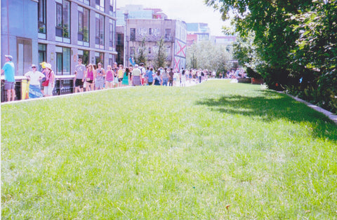 Grassy area along the High Line