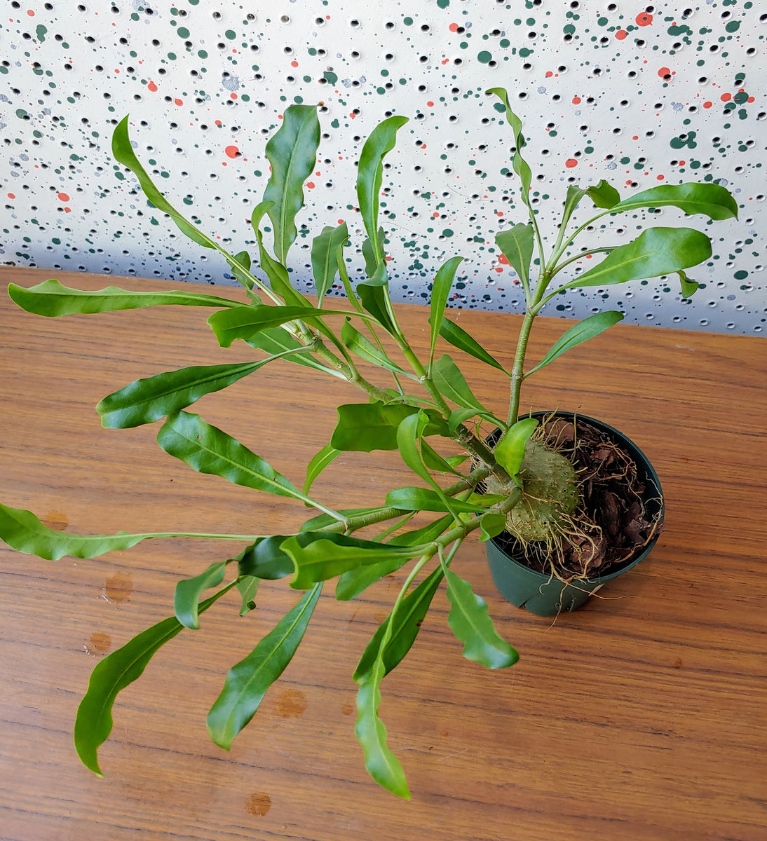 Plants - Myrmecodia Plant