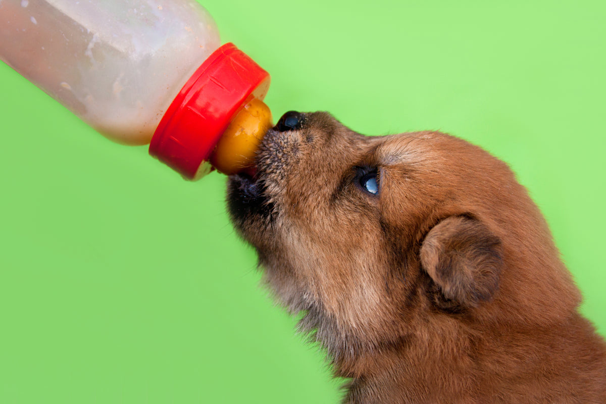 can puppies drink evaporated milk