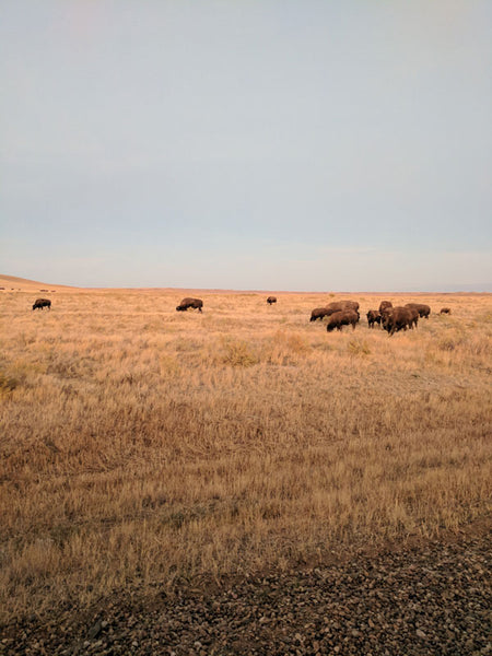 Fitzy Cross Canada Road Trip - Bison at Grasslands National Park