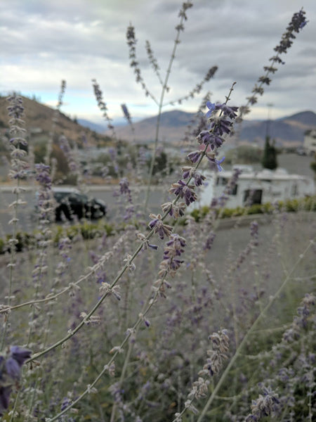 Fitzy Cross Canada Road Trip - Lavender in Kamloops British Columbia