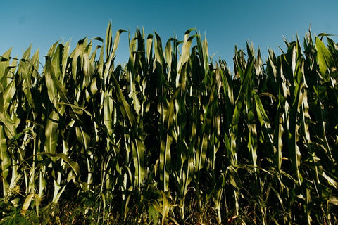 corn field