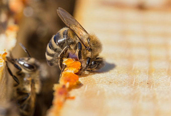 propolis bienen