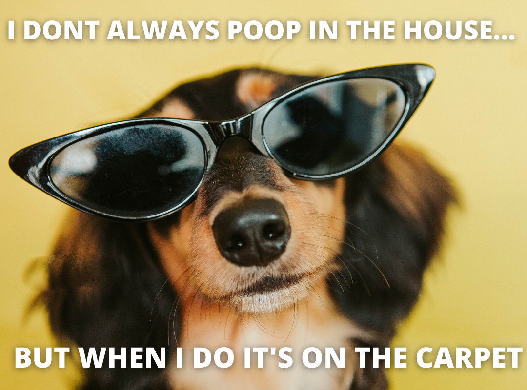 what to do if dog poops on carpet