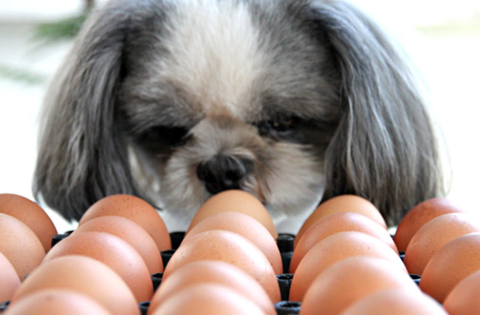 ARE EGGS GOOD FOR DOGS? Under the Weather