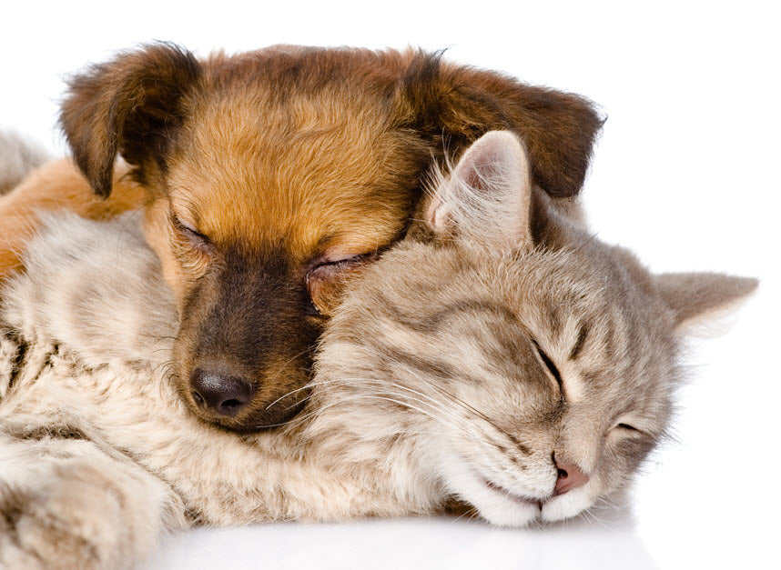 are dogs and cats living longer