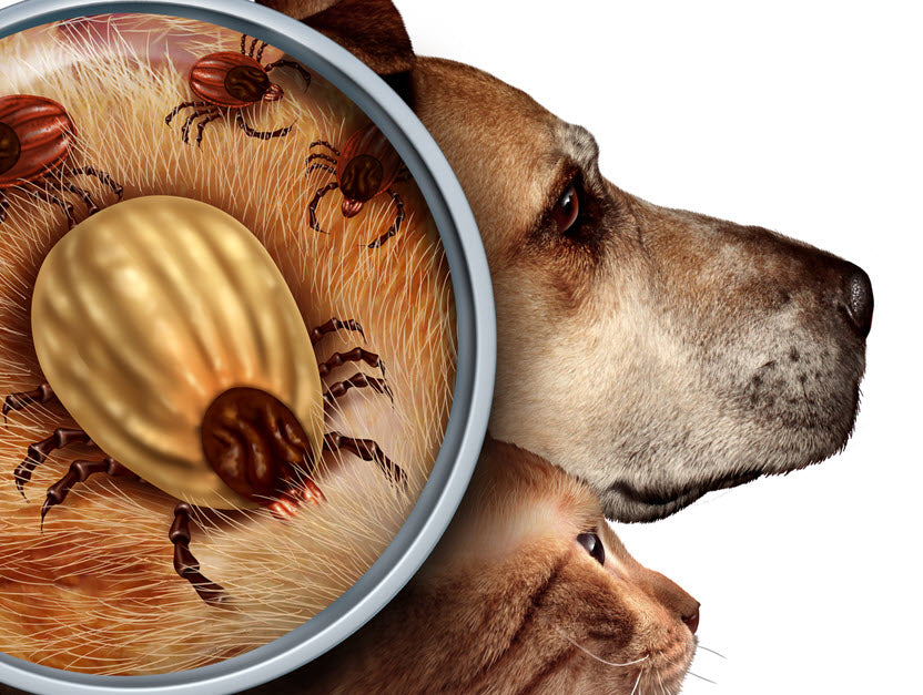 how can you tell if a dog has lyme disease