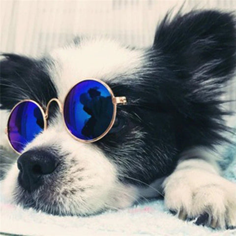 Hype Dog with sunglasses