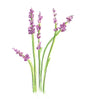 Lavender essential oil | Ground Soap | organic bar soap