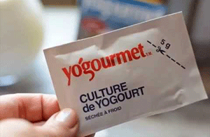 bibit membuat yoghurt