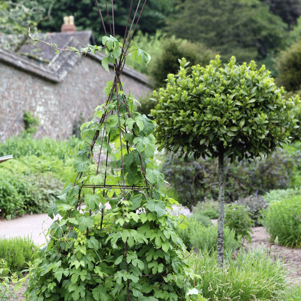 Plant supports at Knightshayes Court National Trust gardens - Plant Belles