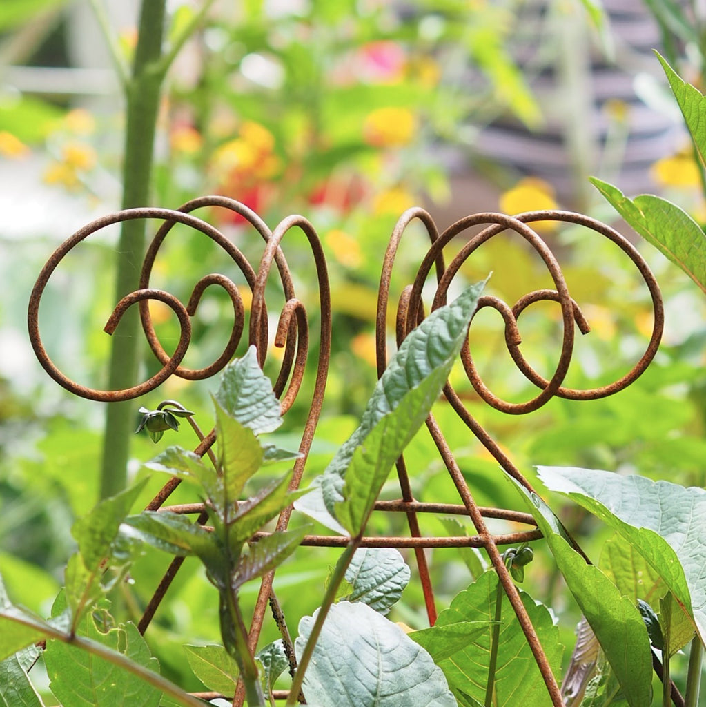 Plant supports at Saltram National Trust gardens - Sidney Belles