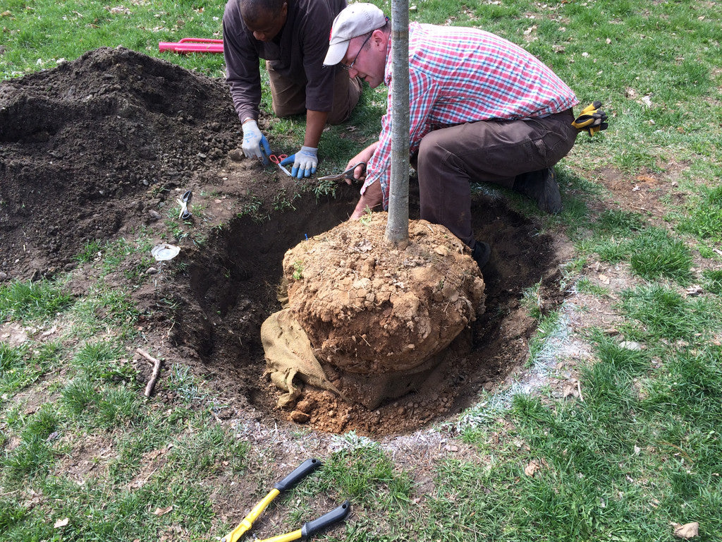 Lovepop Arbor Day