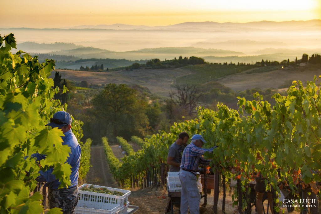 vendemmia San Gimignano Casa Lucii azienda agricola biologica di vino biologico