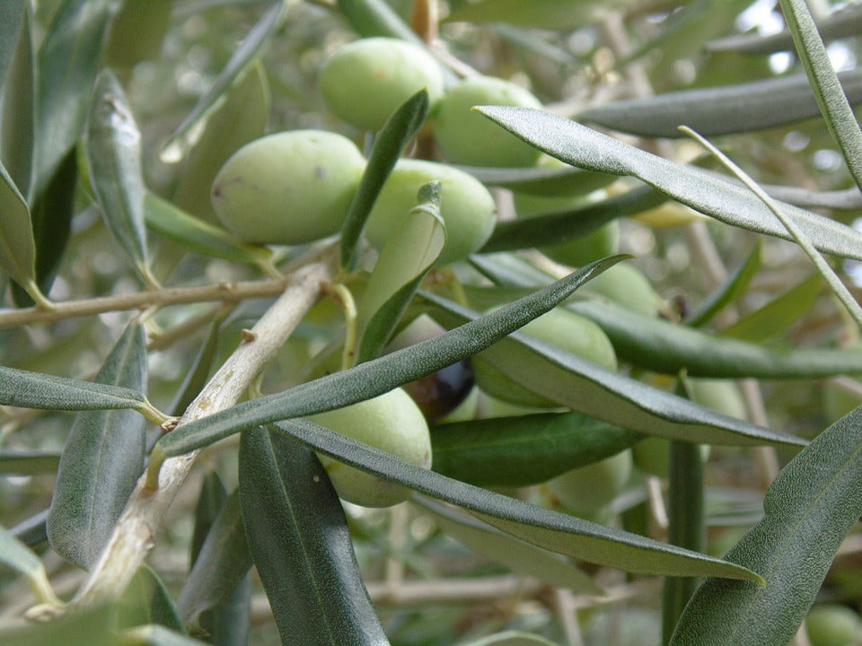 Olive oil olive tree