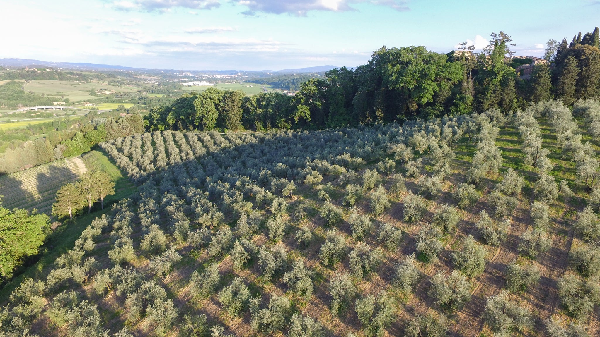 Olive trees