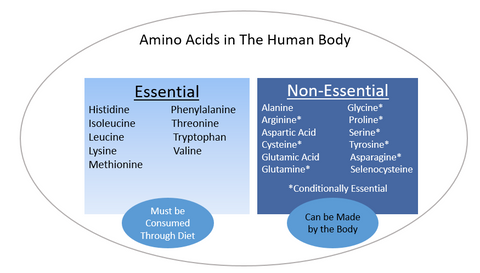 Amino Acid-Glutamine