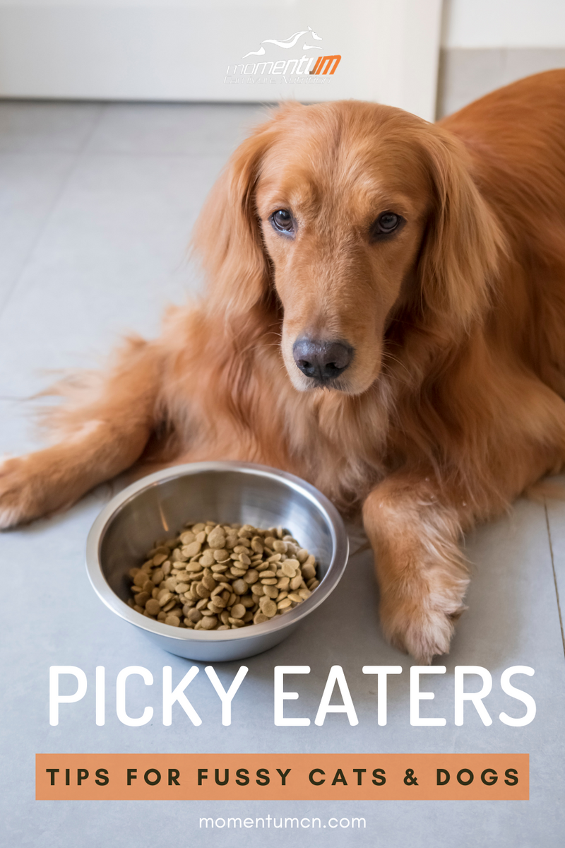 how do you deal with a picky dog eater