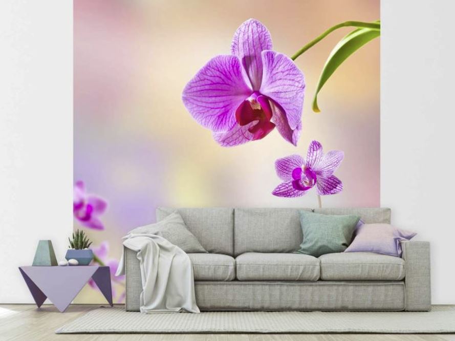 Fototapete mit Orchideenmotiv