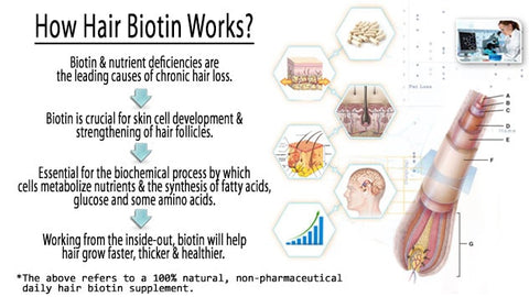 how biotin works