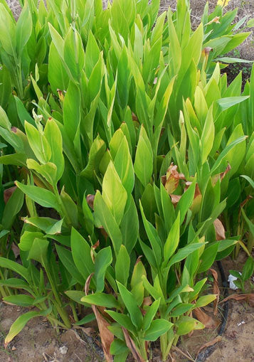 turmeric plant 