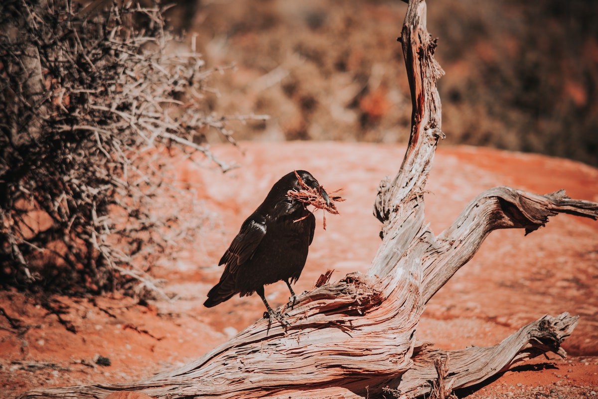 black crow perched ona branch in the desert